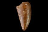 Serrated, Raptor Tooth - Real Dinosaur Tooth #154742-1